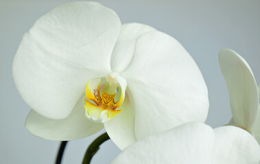 Fototapeta na wymiar white and yellow orchid