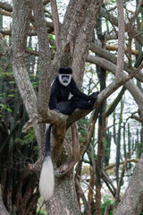 Colobus monkey sitting on a tree in Africa.