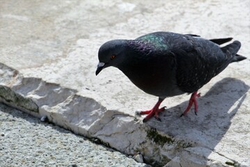 Piccione solitario