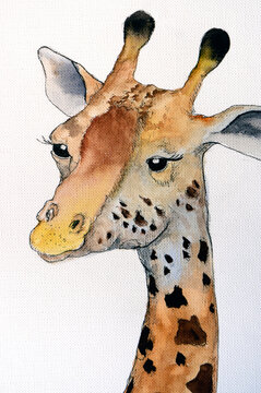 Portrait of an African giraffe. Hand painted using ink pen and watercolors