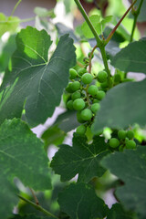 The ripening period of grapes. Green fruits.