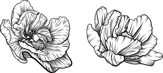 Tulip vector graphics. Tulip bud line art. A twig with a tulip flower. Spring flowers for printing, invitations, postcards.