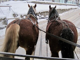 雪国のかわいい馬車