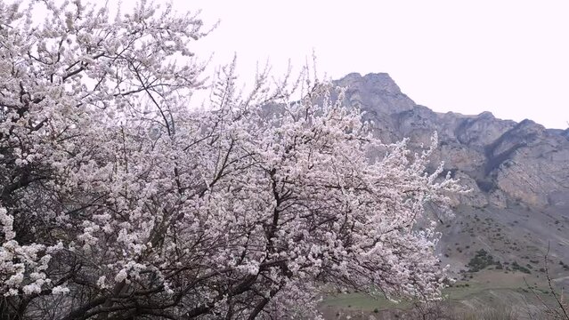 Cherry blossom in Caucasus mountains in early spring