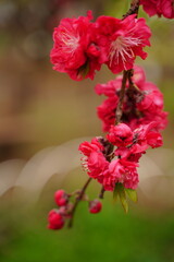 植物、春、緑、自然、日本、東京、野外、4月、5月、可愛い、カラフル、緑、グリーン、スプリング、葉、薬用、ハナモモ、はなもも、花、赤い花、赤、小さい、もも、purunus、persica、batch、