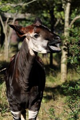 笑顔のオカピのポートレート