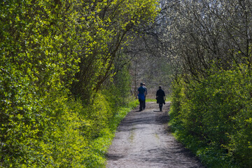 Back vie of a family on a sunday walk in beautiful sopring forest.