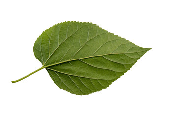 Fototapeta premium Tree leaves, plant and fruit leaves, PNG Photo