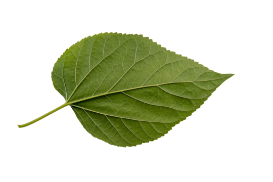 Tree leaves, plant and fruit leaves, PNG Photo