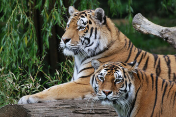 Obraz premium Beautiful tiger