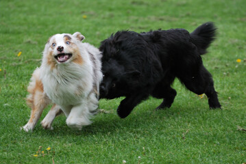 border collie dog