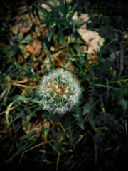 Common Dandelion