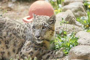 寝ころんで草を食べるユキヒョウ