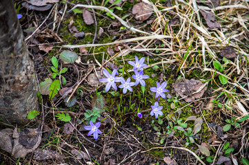 Blue spring flowers grow in the grass