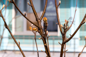 On the branches in April, young buds