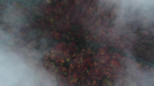Herbstwald im Nebel 