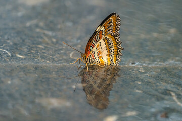 Butterfly on Wet Ground Drinking Water