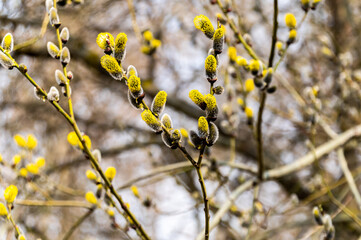 Yellow buds are blooming on the branch