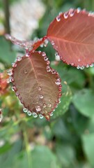 drop close-up on a red, green sheet, macro