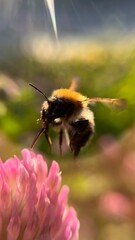 macro bee or bumblebee on a flower on a sunny day