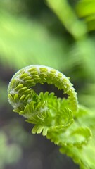 Beautiful, fresh fern sprouts in spring woodlands. Closeup of young growing fern plant isolated on light green background. Natural scenery