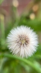 A dandelion bud. White dandelion flowers in green grass