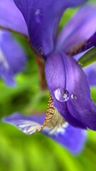 purple irises flowers macro