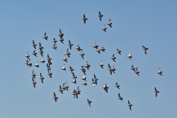 Flock of domestic pigeons flying on a blue sky - Columba livia domestica 