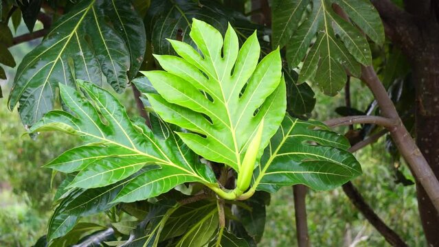 Breadfruit leaves (Artocarpus altilis) on the tree. Breadfruit can be eaten once cooked, or can be further processed into a variety of other foods