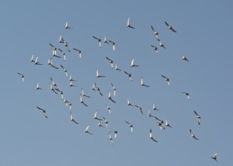 Flock of domestic pigeons flying on a blue sky - Columba livia domestica 