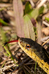 Garter Snake closeup