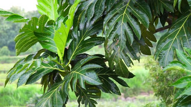 Breadfruit leaves (Artocarpus altilis) on the tree. Breadfruit can be eaten once cooked, or can be further processed into a variety of other foods