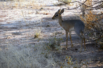 A young baby antelope under a tree in the savannah in Etosha National Park, Africa. Arid climate and dehydration
