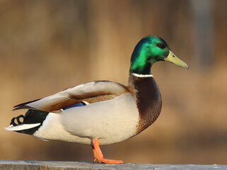 Mallard