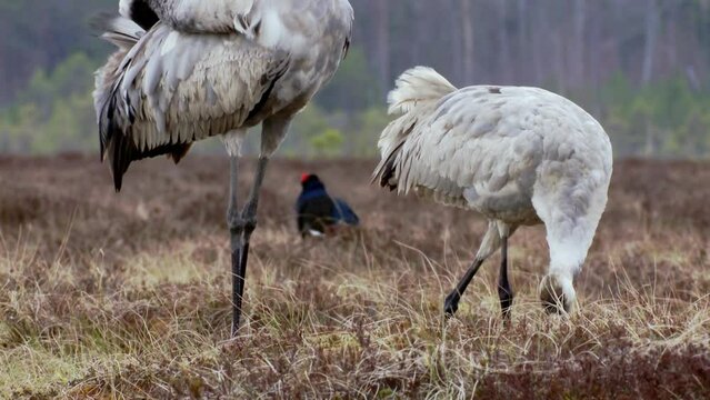 Close-up of a crane Grus grus feeds and rests in the marsh during spring migration. Swamp in spring in the sunset lights. Dead trees in the background. FullHD ProRes footage