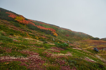 北海道　旭岳の紅葉
