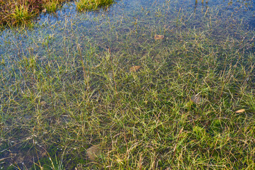 北海道　旭岳の池
