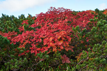 北海道　旭岳のナナカマド
