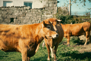 cow and calf