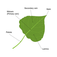 Simple leaf. Parts of a leaf. Poplar leaf isolated on white background.