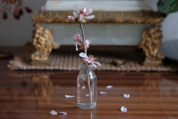 blossoming almond flower. blossoming almond bud on a twig