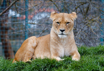Panthera leo leo, portrait in ZOO in Pilsen, Czech Republic, Europe