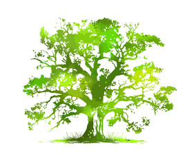 Vector hand drawn tree watercolor illustration on white Vector illustration.