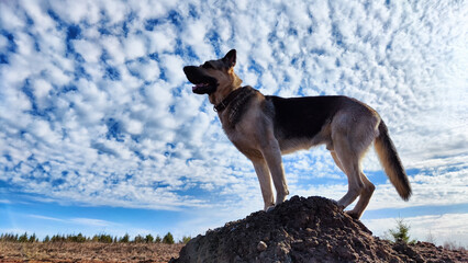 Dog German Shepherd on big stone in a field with dry yellow grass, blue sky with white clouds on background in sunny autumn or spring day. Russian eastern European dog veo
