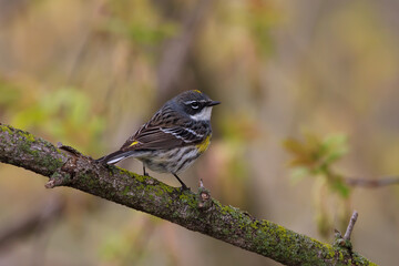 Yellow-rumped warbler perched in box elder maple tree 