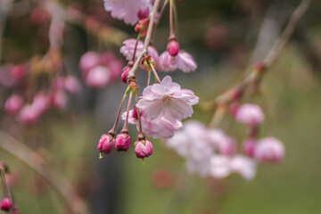 桜の花