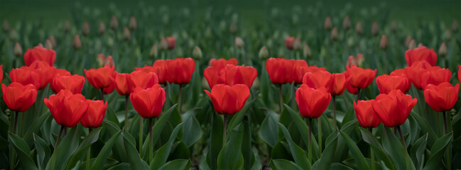 Fototapeta na wymiar Banner amazing red tulip flowers blooming