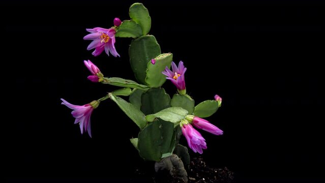 Time-lapse of growing and blooming pink Christmas cactus (Schlumbergera) isolated on black background, close up