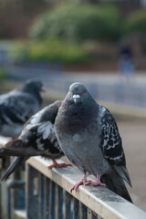 pigeons in their natural environment