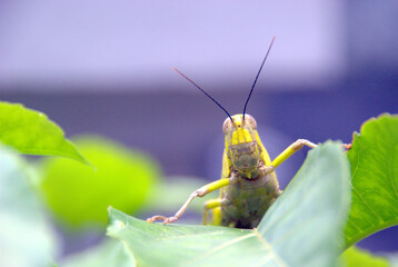 The macro photography of a giant yellow-brown grasshopper on a green leaf in the morning light
